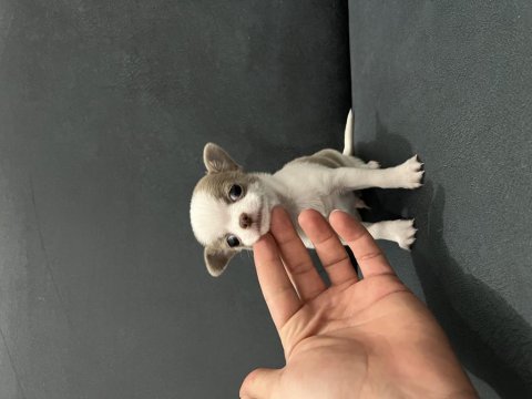 Micro nadir renk ve muhteşem anatomi chihuahua