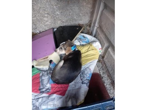 2,5 aylık dişi beagle