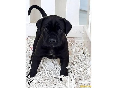 %100 orjinal cane corso yavrular kredi kartı geçerlidir