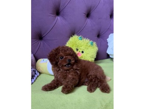 Kore teacup red brown aşılı eğitimli yavrular