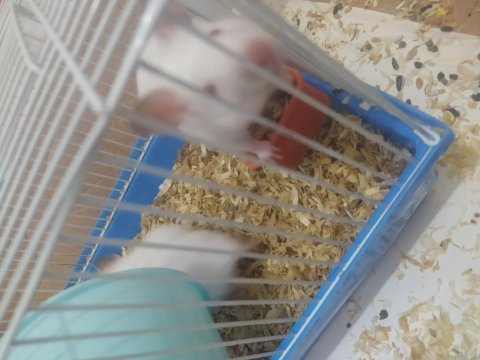 Beyaz hamsterler