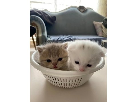 2 aylık kediler tuvalet eğitimi var