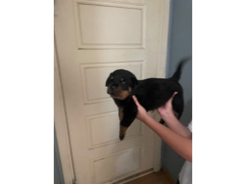 Son 2 erkek yavru rottweiler ırtıbata gecebılırsınız