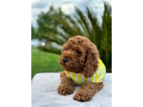 Tüy yumağı toy poodle yavrularım