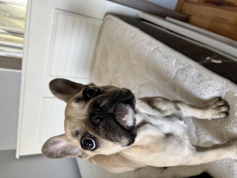 Fransız bulldog dört aylık