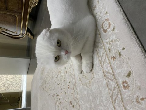 Scottish fold yavrumuza yuva ücretsiz sahiplendirme