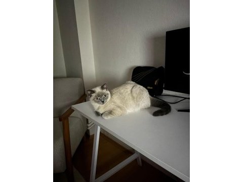 6 aylık shorthair kedimize yuva arıyoruz