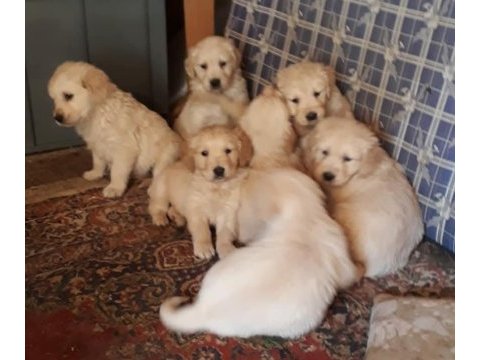 Golden retriever yavrular