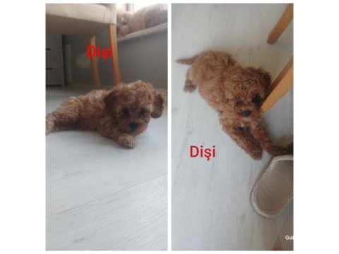4 dişi ve 2 erkek yavru köpeklerimiz