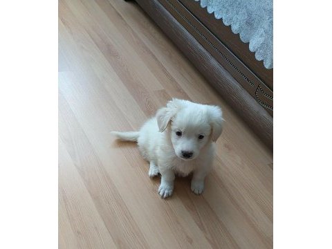 Yavru dişi köpeğimiz