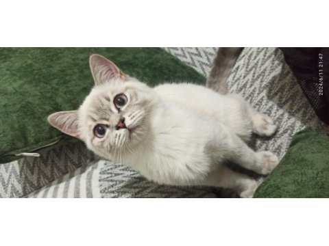 3 aylık mavi gözlü iki adet blue point british shorthair