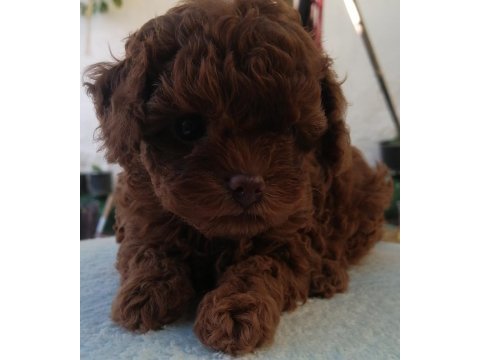 Teddy face toy poodle