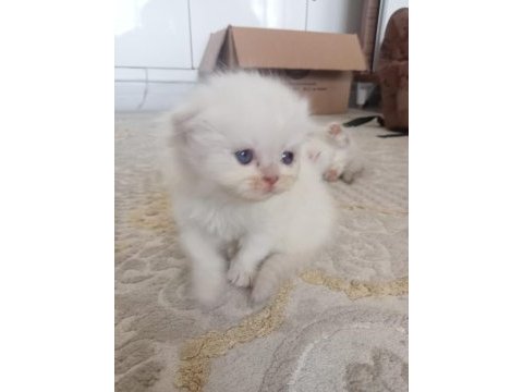 Scottish fold long hair yavruları
