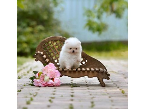 Pomeranian boo teddy