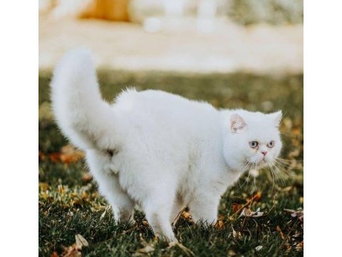 2 yaşında oğlumuzu sahiplendirecez british shorthair