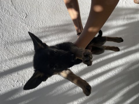 A kalite alman kurdu yavruları