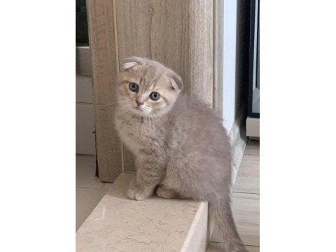 İnsan canlısı sosyal scottish fold
