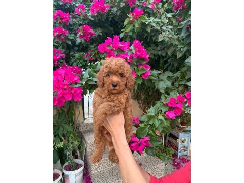 Show kalite kıvır kıvır toy yavrular poodle