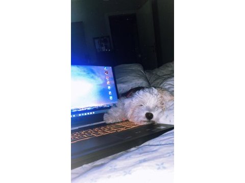 5 aylık maltipoo yavru