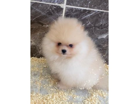 Teacup pomeranian