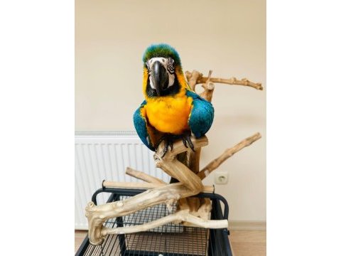 10 aylık macaw papağanımız