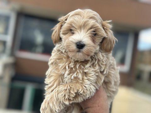 Petmode köpek çiftliğinden kore maltipoo yavrular