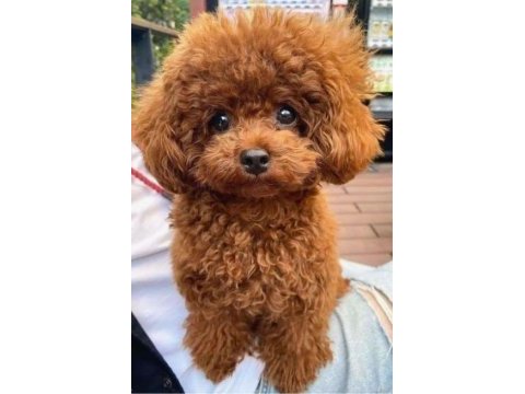 Toy poodle