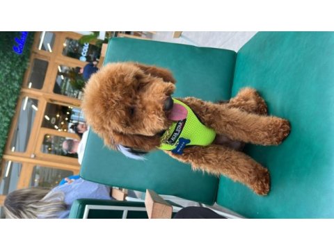 Poodle paskalımıza gerçekten bakacak bir aile arıyoruz
