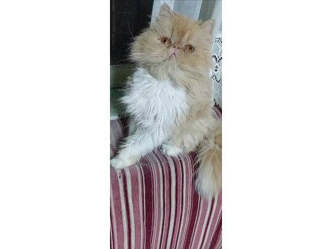 İran persian dişi kedimiz