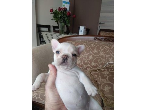 Mükemmel form 45 günlük bebek french bulldog