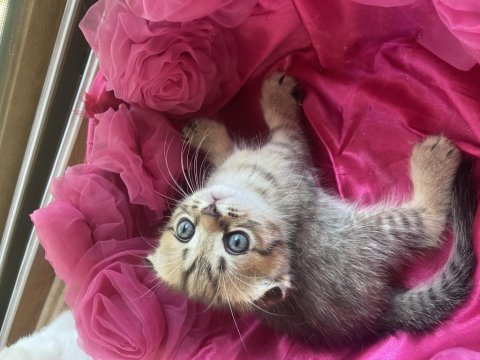 Scottish fold ve scottish straight yavrularim