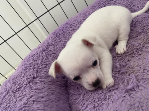 Chihuahua yavrular