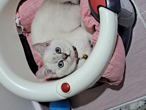 Kedim yeni sahibini arıyor kedilerimiz