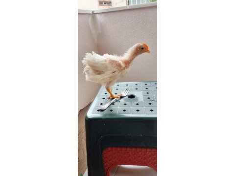 Horoz satılık