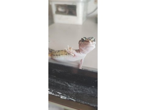 Geckolarımızı sahiplendirmek