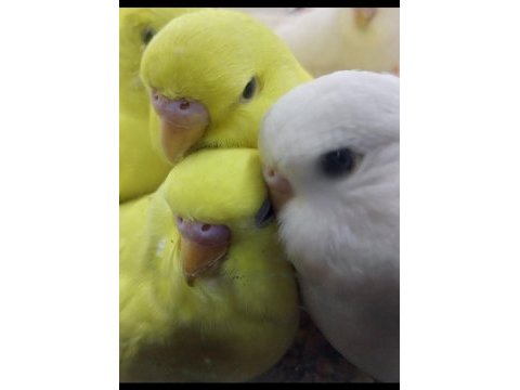 Muhabbet kuşu yavruları