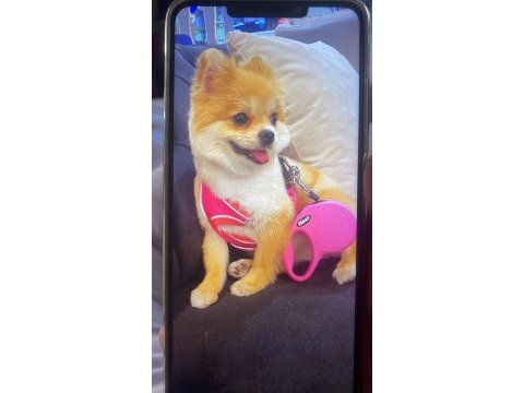 Pomeranian toy poodle takas