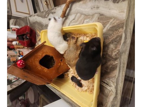 Sahibinden suriye hamster orjinal ele alışkındır