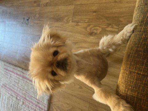 Pekinez dişi köpeğim