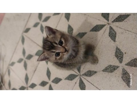 2 ayrı anneden bir dişi ve biri erkek british shorthair
