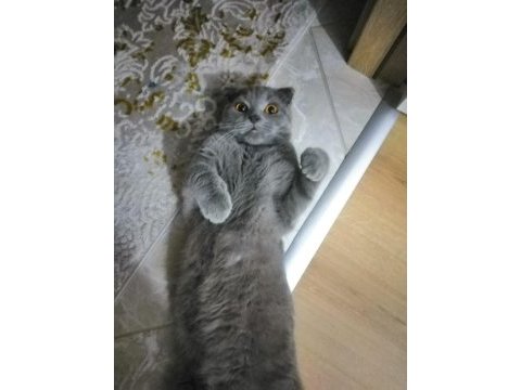 British shorthair kral şakir