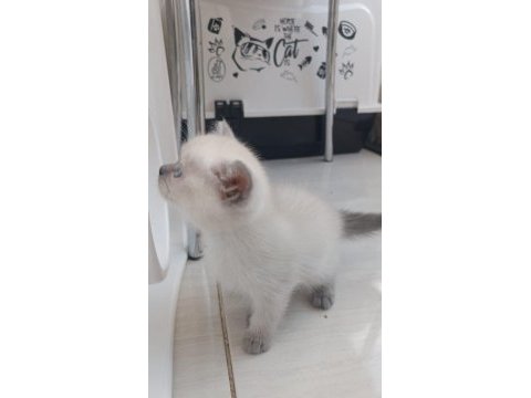 British shorthair blue point dünya tatlısı bebek kedimiz