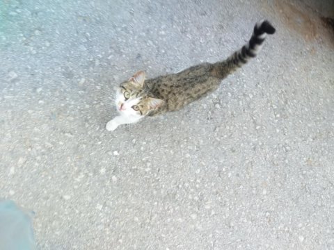 3 aylık ölmek üzere tekir kedisi