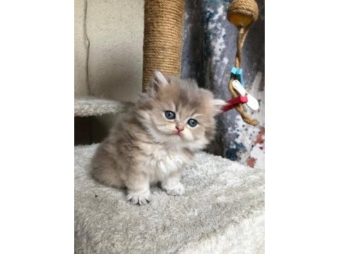 British longhair şecereli bebekler