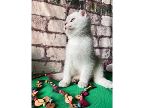 Scottish fold bs1133