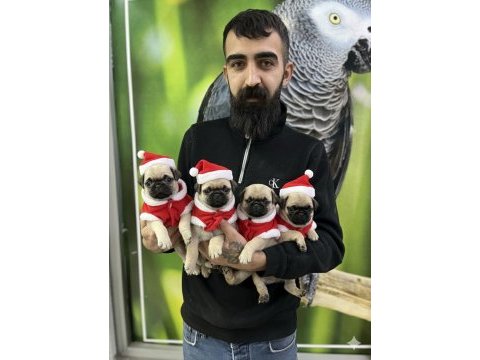 Pug mops yavrularımız