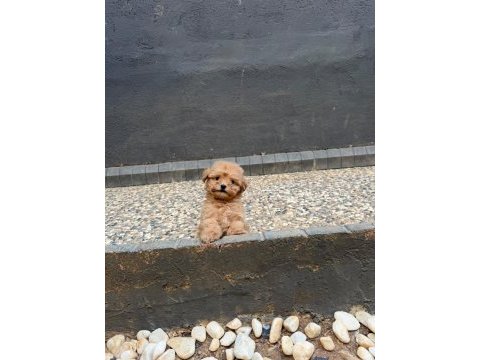Güzel yüzlü yavru maltipoo