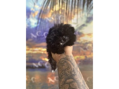 Kendini farklı hissedenler için pomeranian