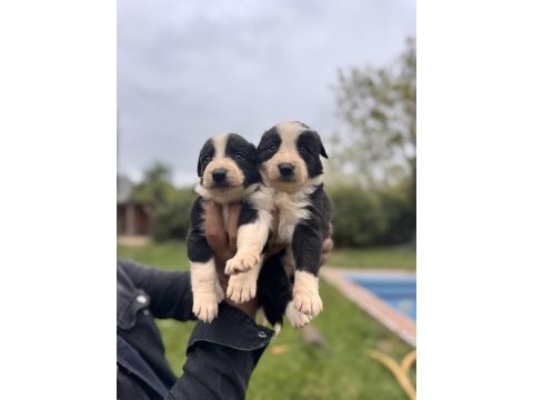 En zeki ırk border collie