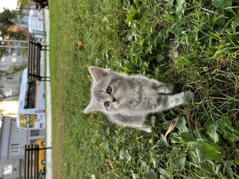 Yavru sağlıklı british shorthair